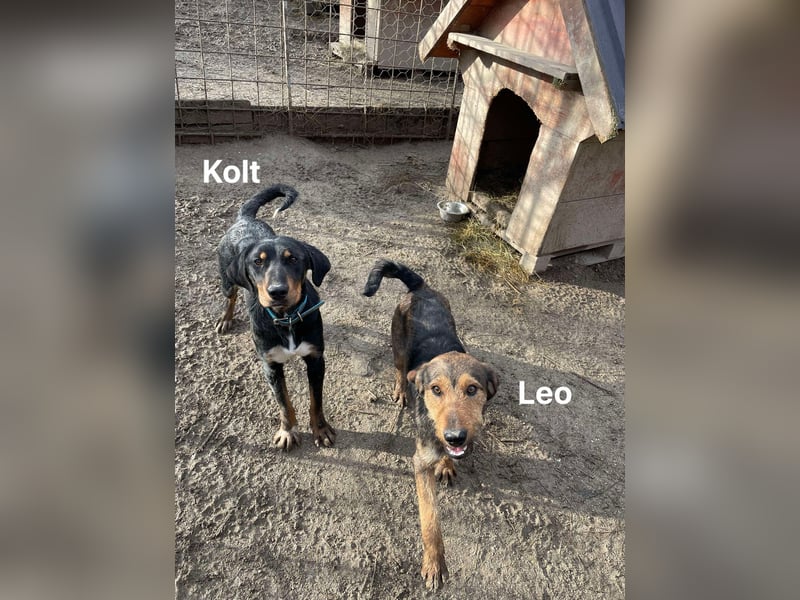 Leo - Jagdterrier Mix