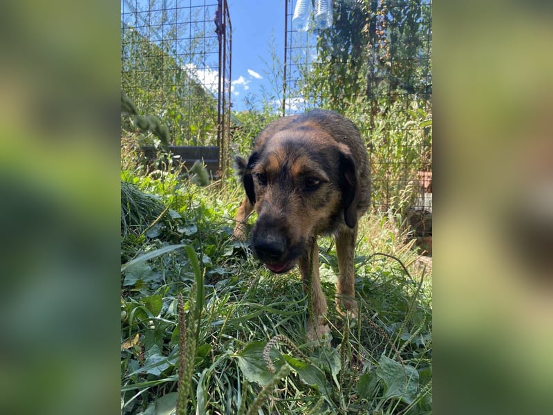 Leo - Jagdterrier Mix