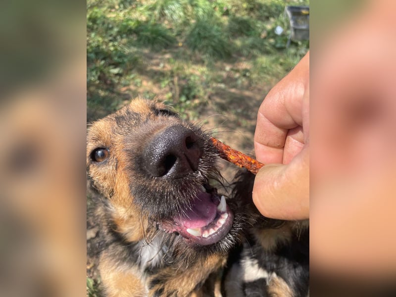 Leo - Jagdterrier Mix