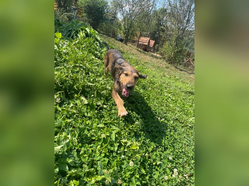 Leo - Jagdterrier Mix