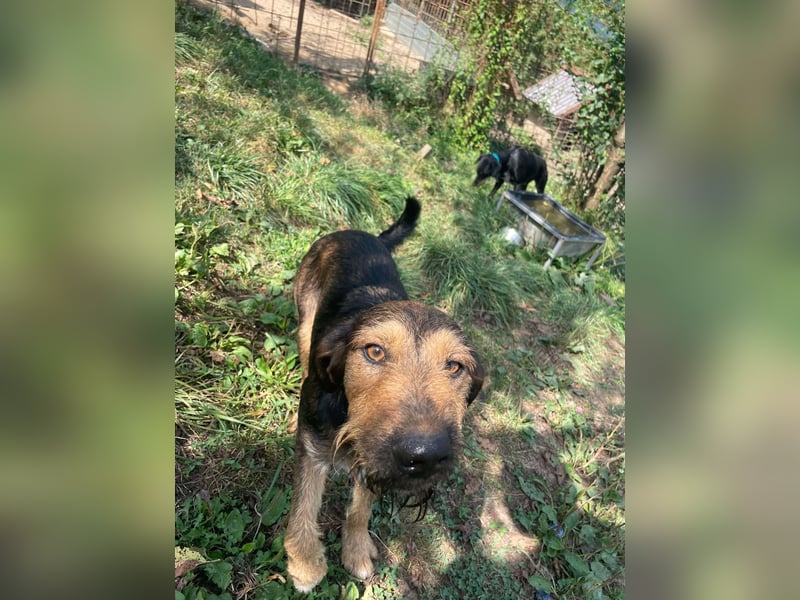 Leo - Jagdterrier Mix