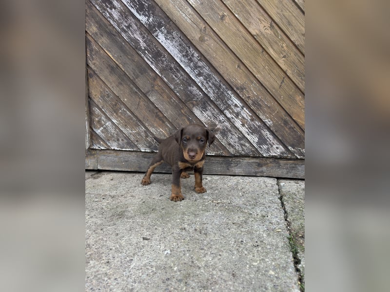 Deutscher Jagdterrier Welpen Carl - Gustav vom Höfflerfeld