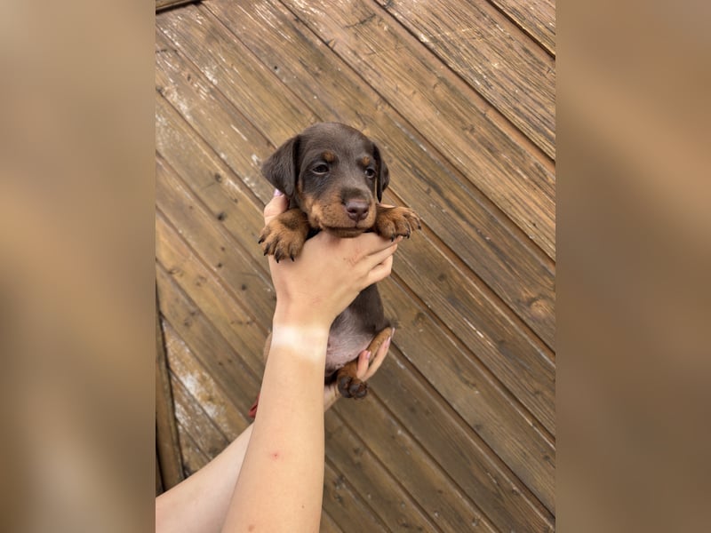Deutscher Jagdterrier Welpen Carl - Gustav vom Höfflerfeld