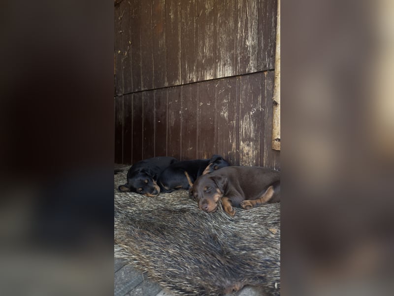 Deutscher Jagdterrier Welpen Carl - Gustav vom Höfflerfeld