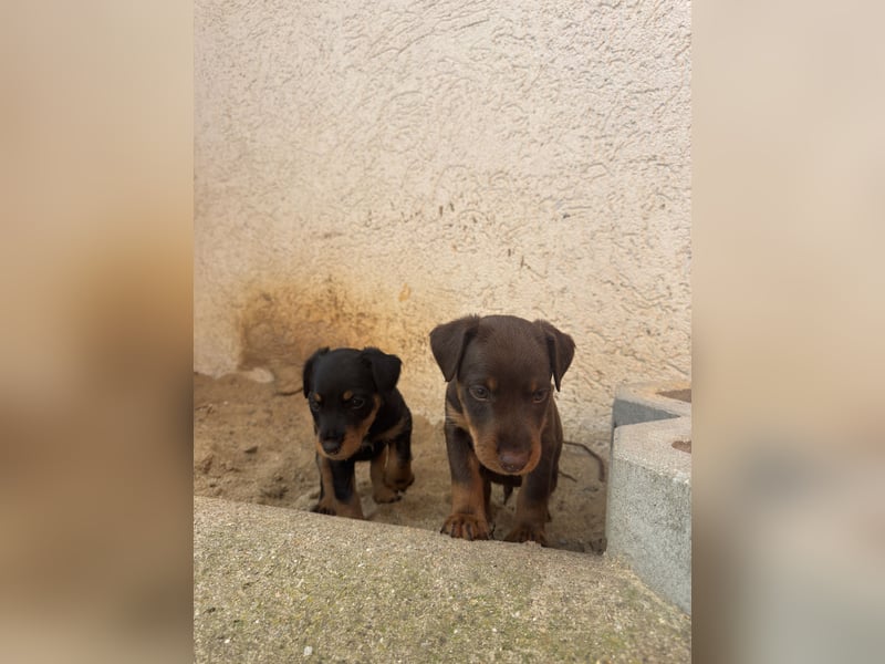 Deutscher Jagdterrier Welpen Carl - Gustav vom Höfflerfeld