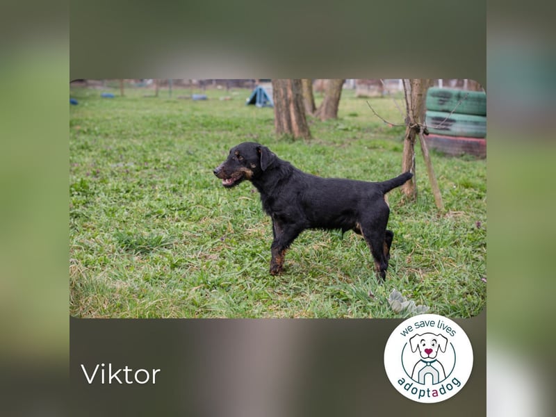 Viktor: Hält das Tierheim kaum aus