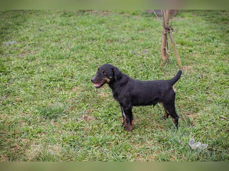 Viktor: Hält das Tierheim kaum aus