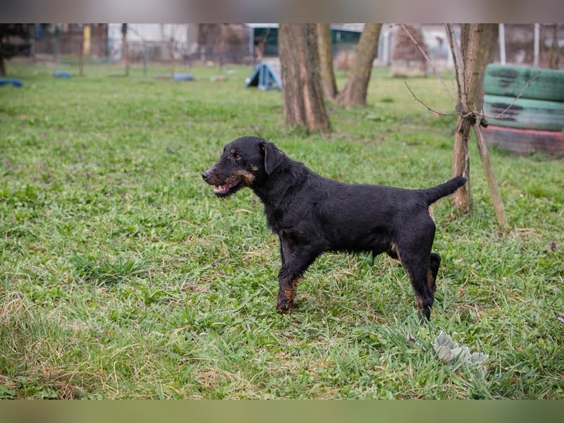Viktor: Hält das Tierheim kaum aus