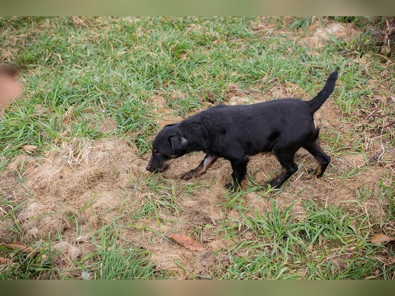VIKTOR - der Terrier-Mix Rüde träumt von tollen Abenteuern mit seiner eigenen Familie!