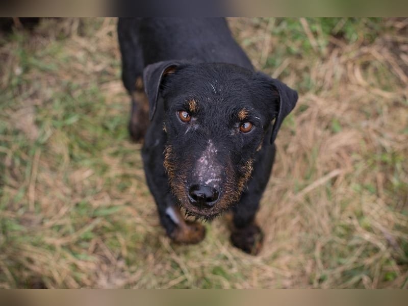 VIKTOR - der Terrier-Mix Rüde träumt von tollen Abenteuern mit seiner eigenen Familie!