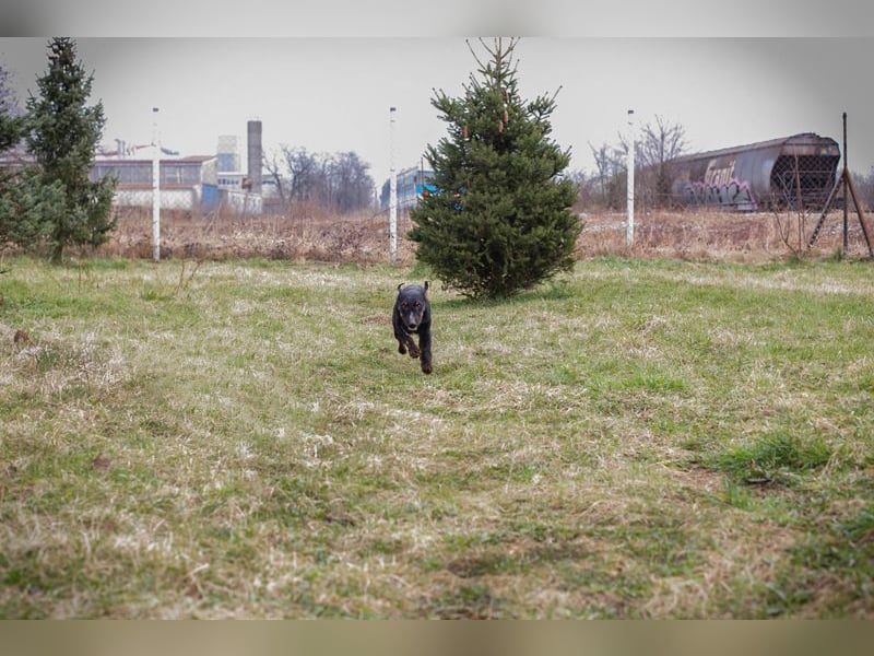 VIKTOR - der Terrier-Mix Rüde träumt von tollen Abenteuern mit seiner eigenen Familie!