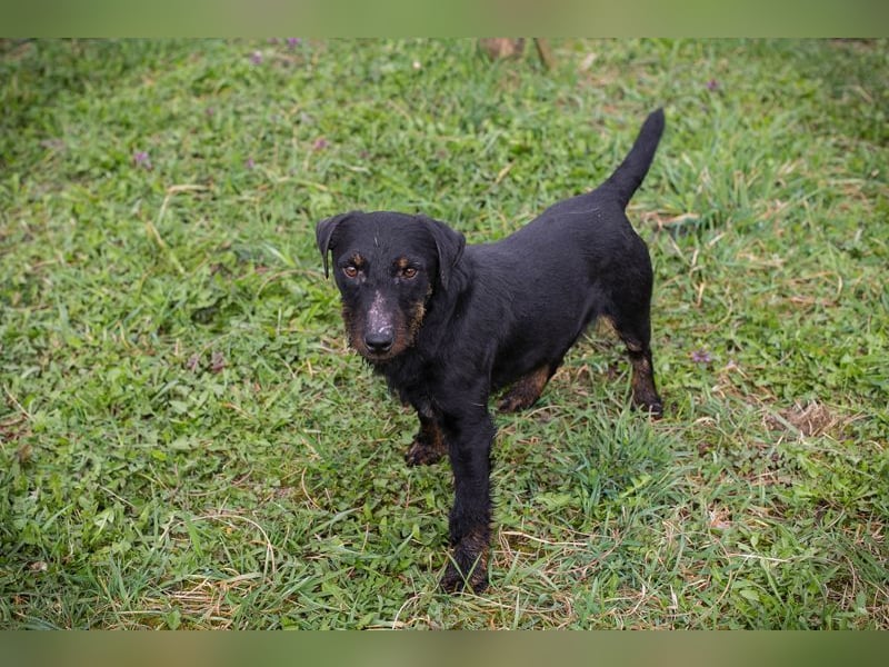VIKTOR - der Terrier-Mix Rüde träumt von tollen Abenteuern mit seiner eigenen Familie!