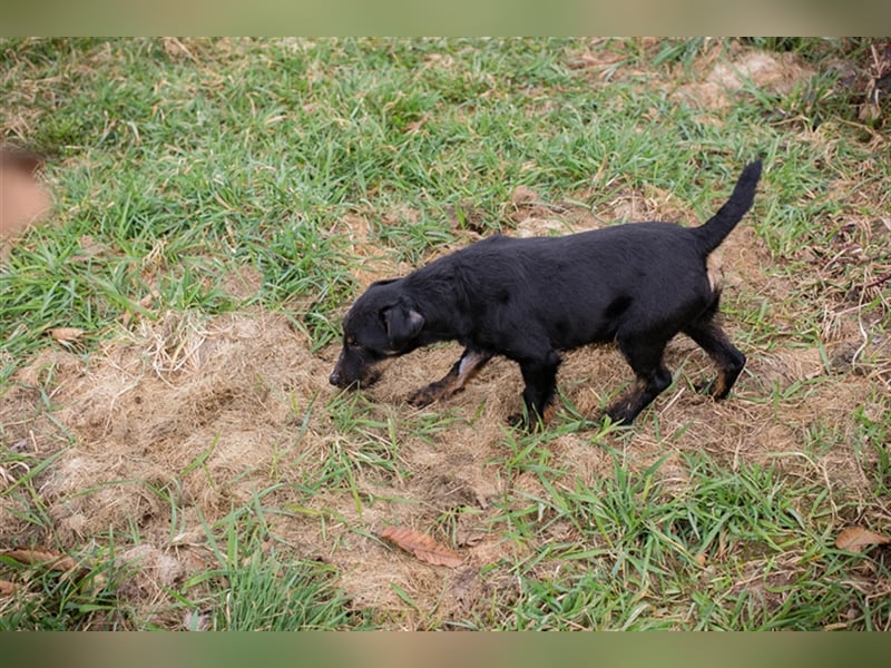 VIKTOR - der Terrier-Mix Rüde träumt von tollen Abenteuern mit seiner eigenen Familie!