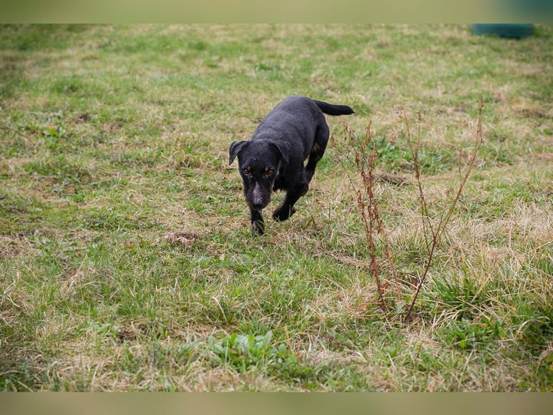 VIKTOR - der Terrier-Mix Rüde träumt von tollen Abenteuern mit seiner eigenen Familie!