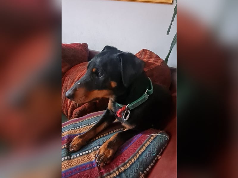 Deutsche Jagd Terrier