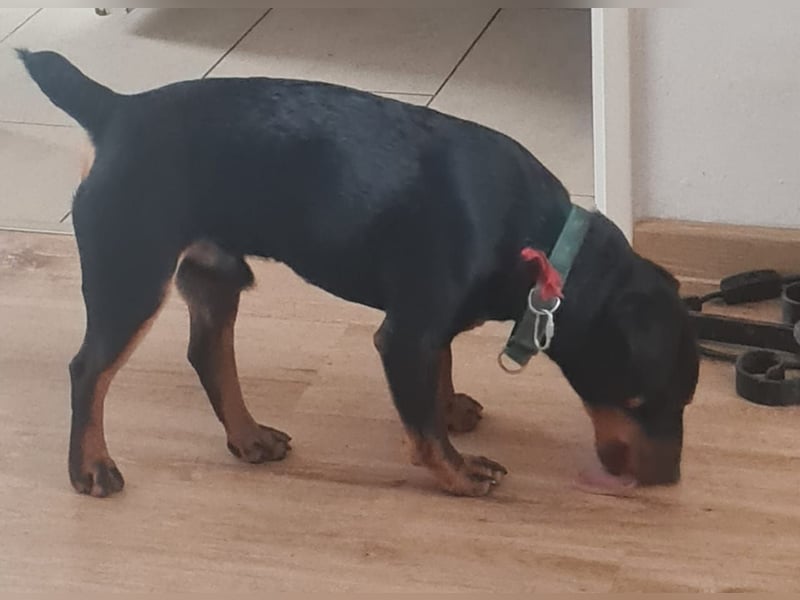 Deutsche Jagd Terrier