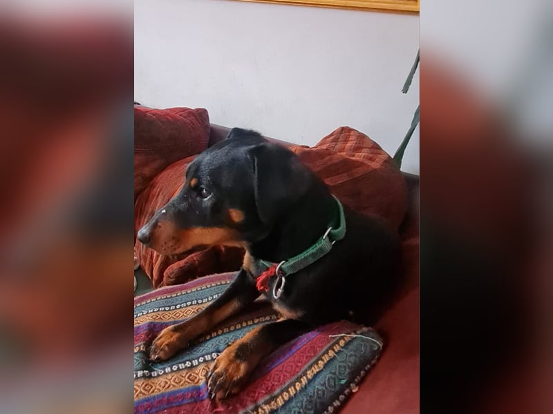 Deutsche Jagd Terrier