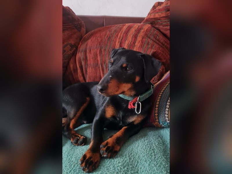Deutsche Jagd Terrier