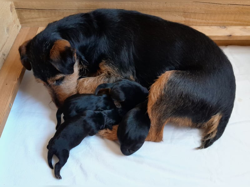 Deutsche Jagdterrier von den Warnowniederungen