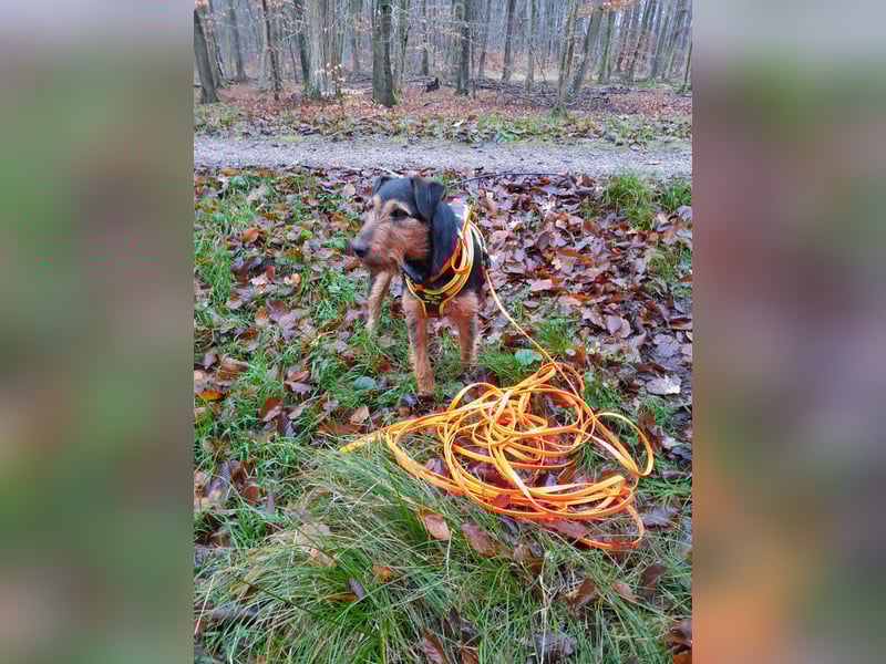 Deutsche Jagdterrier von den Warnowniederungen