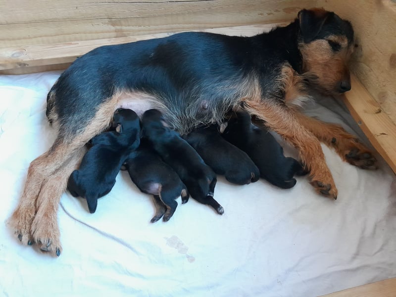 Deutsche Jagdterrier von den Warnowniederungen