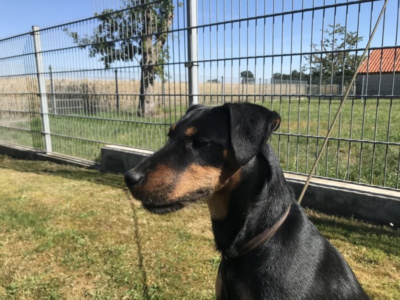 Deutsche Jagdterrier von den Warnowniederungen