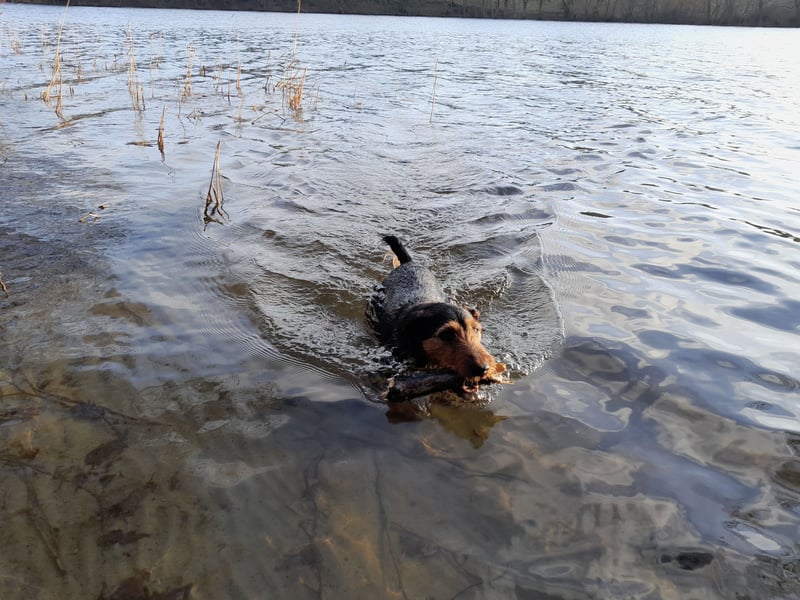 Deutsche Jagdterrier von den Warnowniederungen
