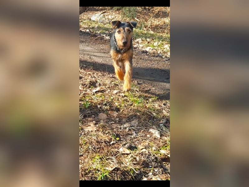Deutsche Jagdterrier von den Warnowniederungen