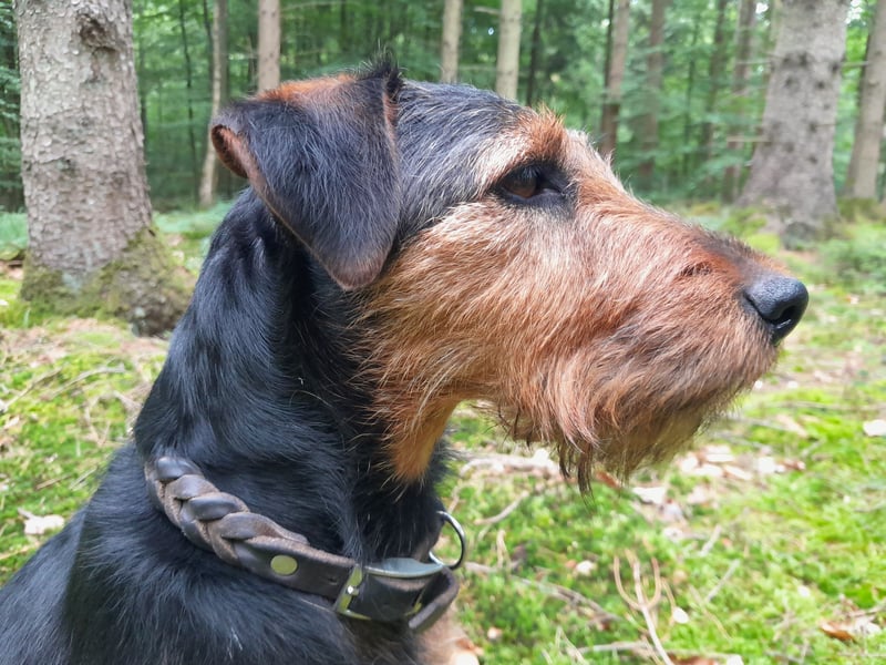 Deutsche Jagdterrier von den Warnowniederungen