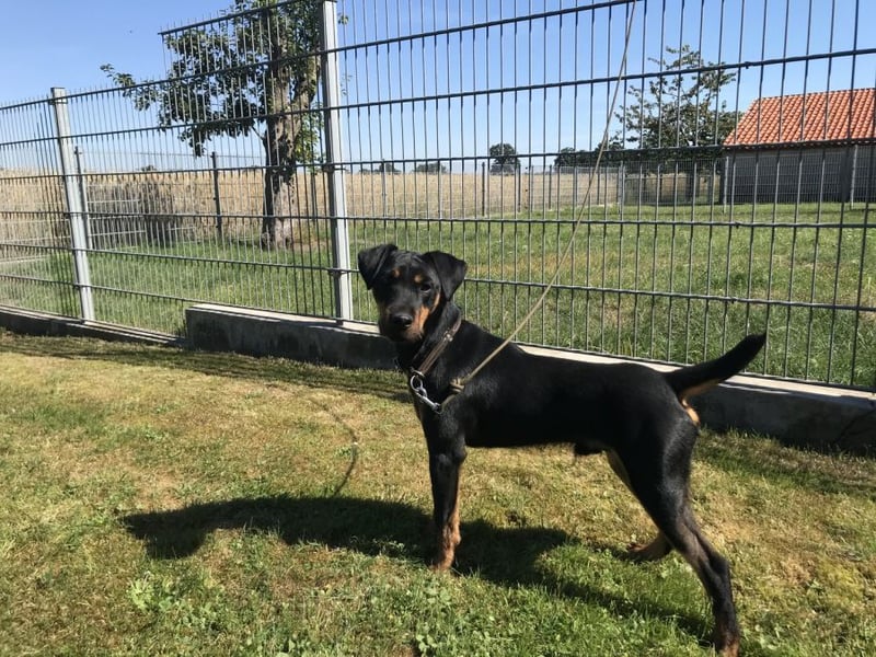 Deutsche Jagdterrier von den Warnowniederungen