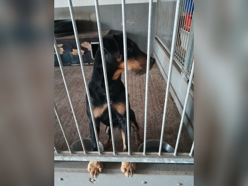Deutsche Jagdterrier von den Warnowniederungen