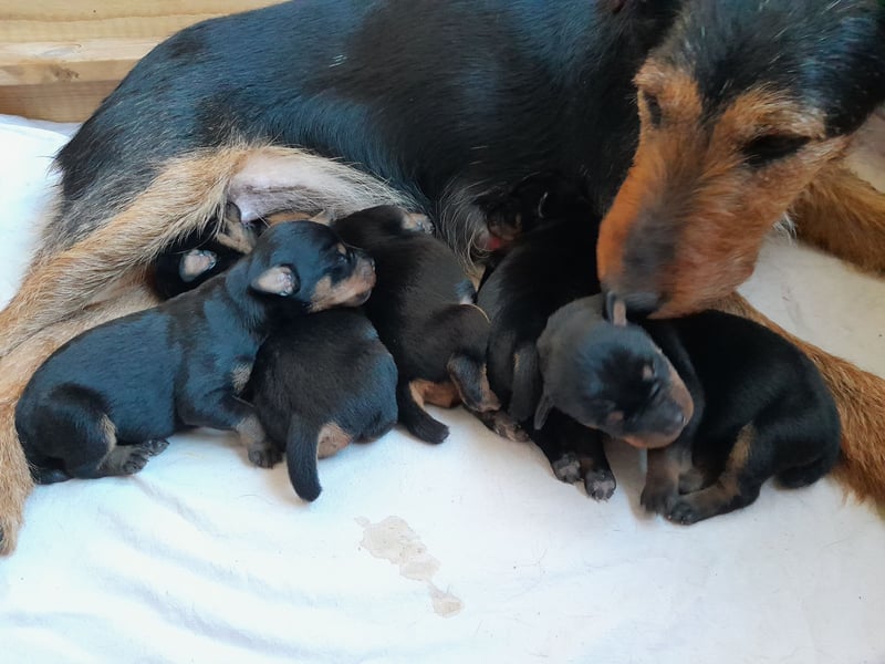 Deutsche Jagdterrier von den Warnowniederungen