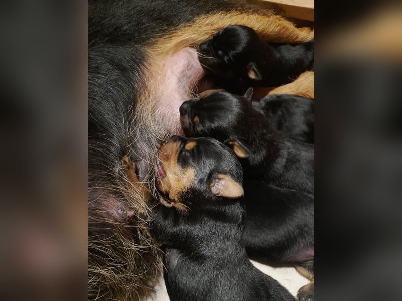 Deutsche Jagdterrier von den Warnowniederungen