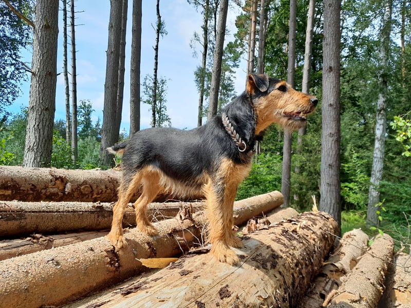 Deutsche Jagdterrier von den Warnowniederungen