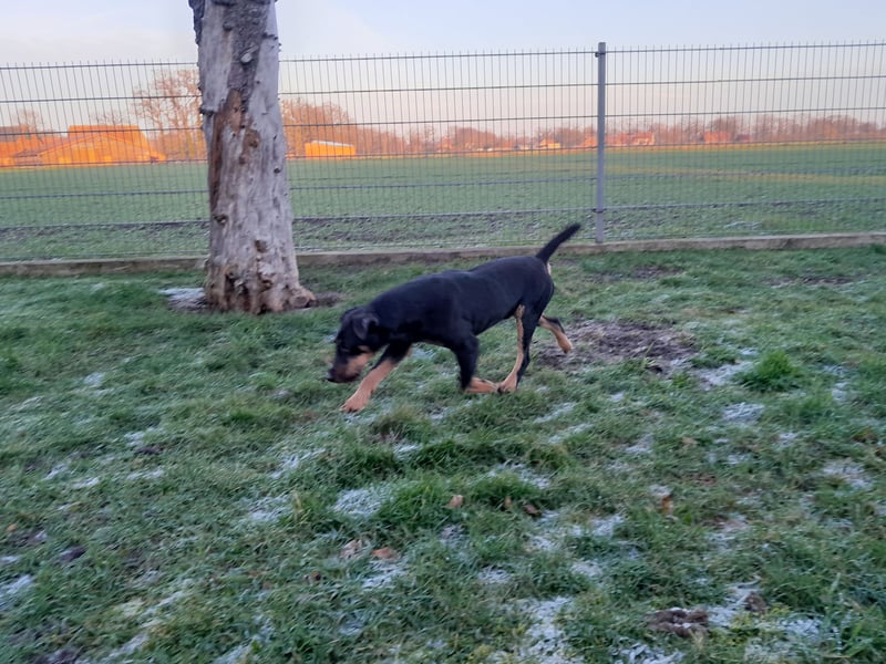 Deutsche Jagdterrier von den Warnowniederungen