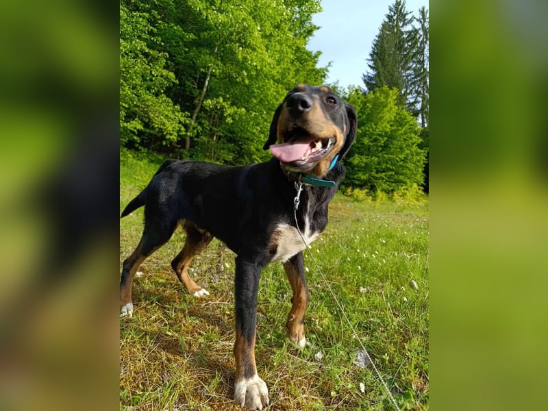Kolt -Jagdterrier Mix