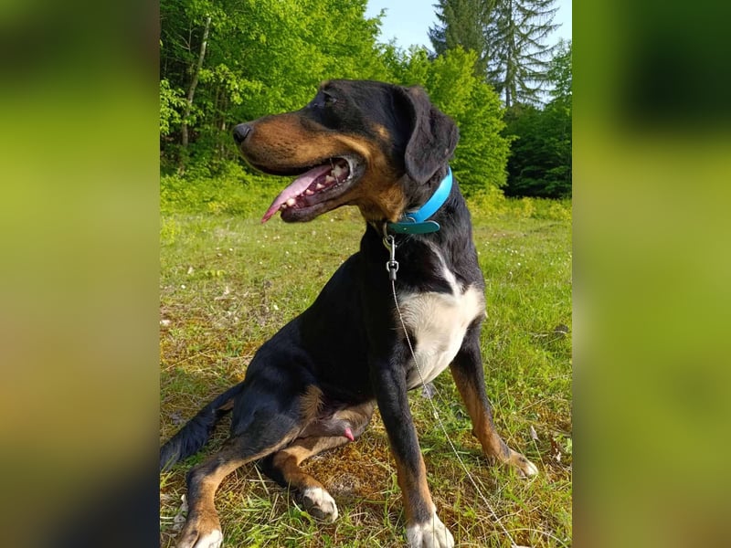 Kolt -Jagdterrier Mix