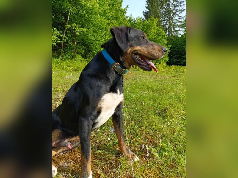 Kolt -Jagdterrier Mix
