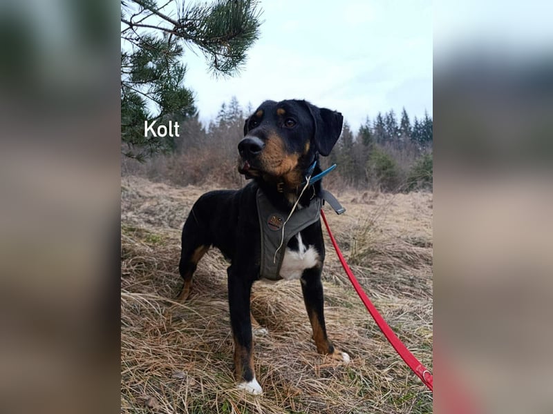 Kolt -Jagdterrier Mix