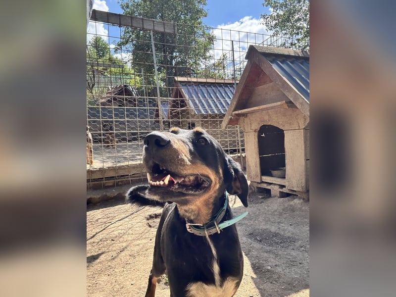 Kolt -Jagdterrier Mix