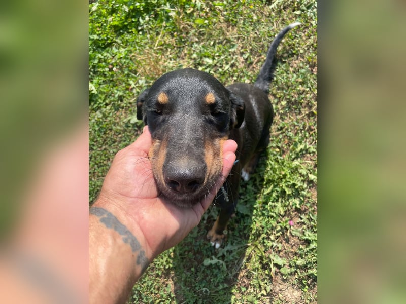 Kolt -Jagdterrier Mix