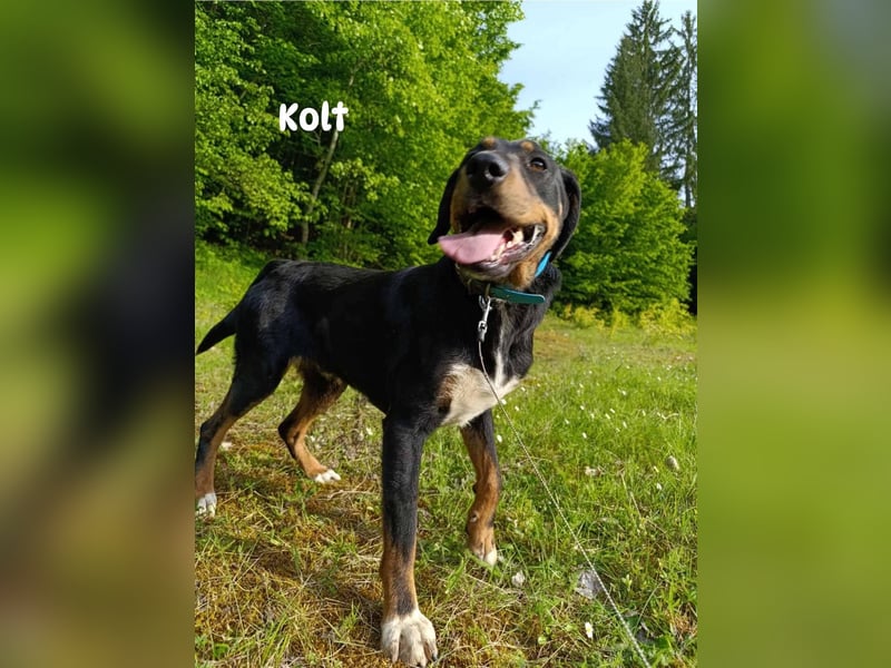 Kolt -Jagdterrier Mix