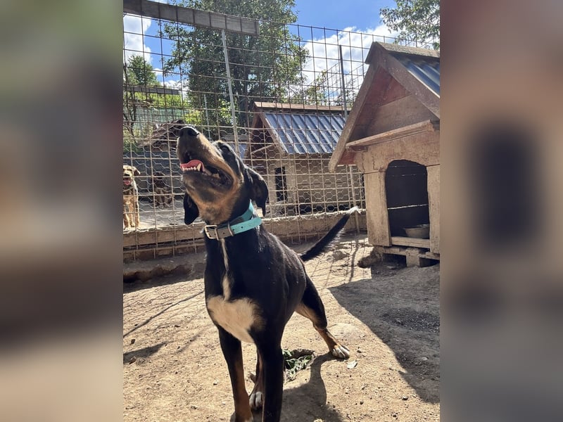 Kolt -Jagdterrier Mix
