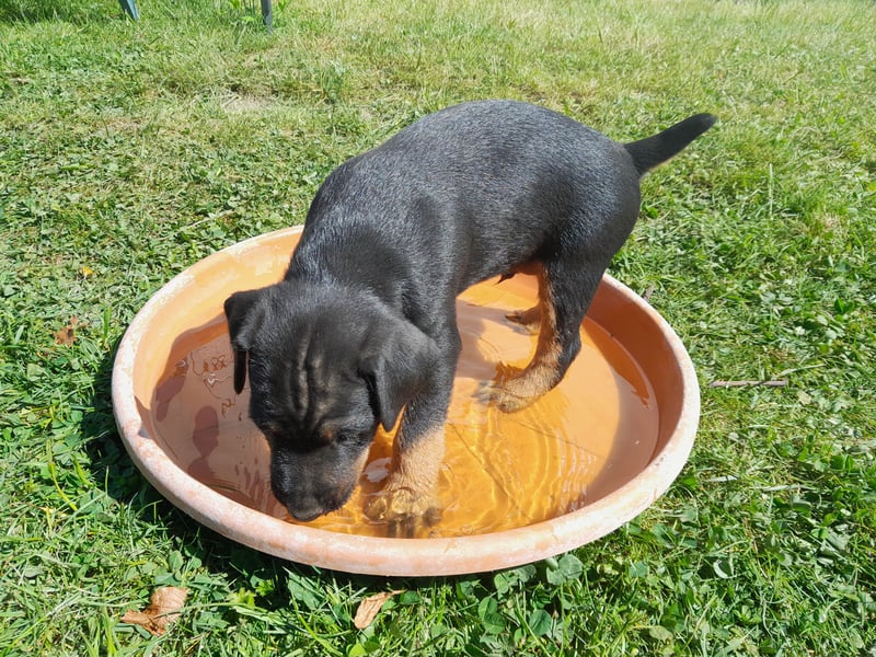 Deutscher Jagdterrierwelpe - Rüde