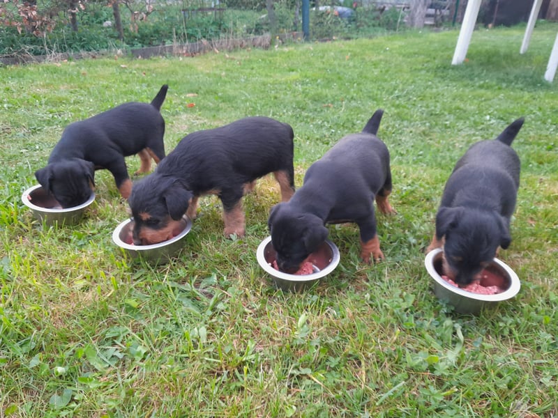 Deutscher Jagdterrierwelpe - Rüde