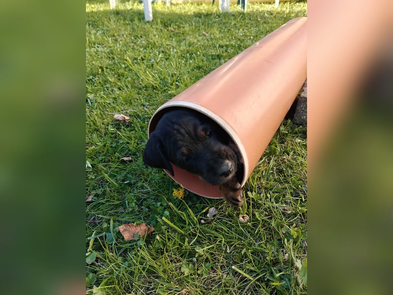 Deutscher Jagdterrierwelpe - Rüde