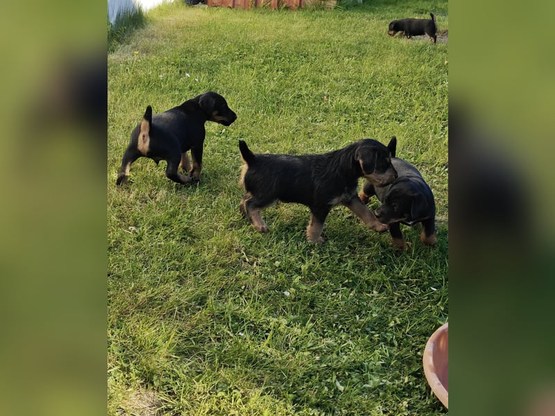 Deutscher Jagdterrierwelpe - Rüde