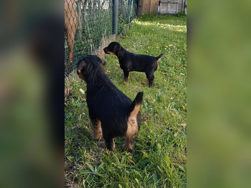 Deutsche Jagdterrier von den Warnowniederungen