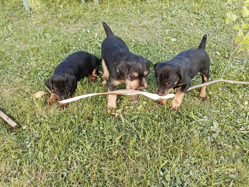 Deutscher Jagdterrierwelpe - Rüde