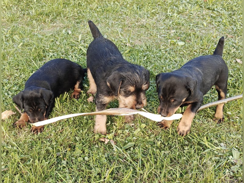 Deutsche Jagdterrier von den Warnowniederungen